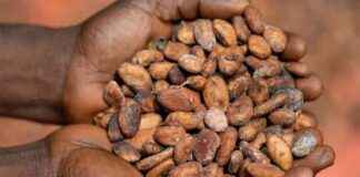 Potential Exclusion of Congolese Cocoa and Coffee from EU Market: Tripartite EU, Monusco, and Government Response Measures potential-exclusion-of-congolese-cocoa-and-coffee-from-eu-market-tripartite-eu-monusco-and-government-response-measures
