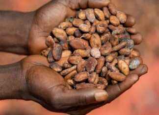 Sustainable Cocoa and Coffee Exportation from DRC: Government Clarifies Deforestation Accusations sustainable-cocoa-and-coffee-exportation-from-drc-government-clarifies-deforestation-accusations