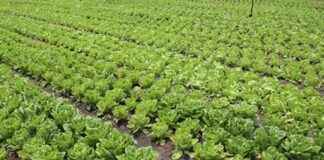 Agricultural Growth Project in the Great Lakes Region – PICAGL – Credit N°58520-ZR – Closure by December 31, 2024 agricultural-growth-project-in-the-great-lakes-region-pcagl-credit-n58520-zr-closure-by-december-31-2024