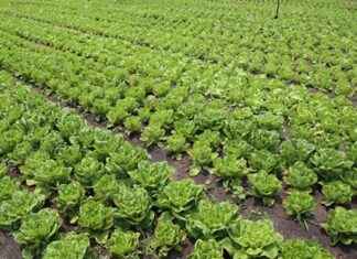 Agricultural Growth Project in the Great Lakes Region – PICAGL – Credit N°58520-ZR – Closure by December 31, 2024 agricultural-growth-project-in-the-great-lakes-region-pcagl-credit-n58520-zr-closure-by-december-31-2024