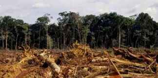 European Deforestation Regulation Criticized: Analysis and Implications european-deforestation-regulation-criticized-analysis-and-mplications