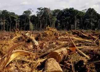 European Demands on Zero Deforestation Criticized by Kinshasa: Potential for Disguised Economic Warfare european-demands-on-zero-deforestation-criticized-by-kinshasa-potential-for-disguised-economic-warfare