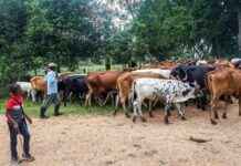 Mbororo Herders Flock to Faradje in Haut-Uele: Concerns Raised by Civil Society mbororo-herders-flock-to-faradje-in-haut-uele-concerns-raised-by-civil-society
