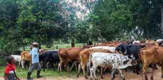 Mbororo Herders Flock to Faradje in Haut-Uele: Concerns Raised by Civil Society mbororo-herders-flock-to-faradje-in-haut-uele-concerns-raised-by-civil-society