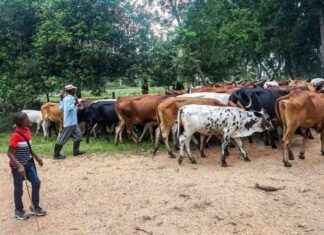 Mbororo Herders Flock to Faradje in Haut-Uele: Concerns Raised by Civil Society mbororo-herders-flock-to-faradje-in-haut-uele-concerns-raised-by-civil-society