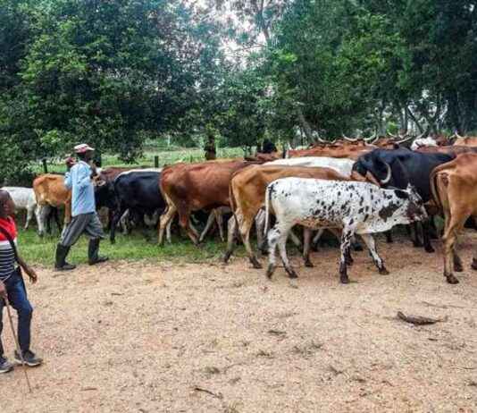 Mbororo Herders Flock to Faradje in Haut-Uele: Concerns Raised by Civil Society mbororo-herders-flock-to-faradje-in-haut-uele-concerns-raised-by-civil-society