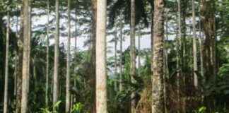 Protecting 100,000 km² of Primary Forests in Kivu-Kinshasa: A Community-Based Project with ICCN and FARDC protecting-100000-km-of-primary-forests-in-kivu-kinshasa-a-community-based-project-with-ccn-and-fardc