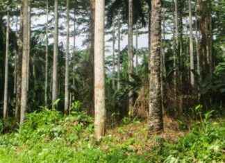 Protecting 100,000 km² of Primary Forests in Kivu-Kinshasa: A Community-Based Project with ICCN and FARDC protecting-100000-km-of-primary-forests-in-kivu-kinshasa-a-community-based-project-with-ccn-and-fardc