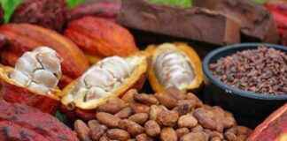 RDC’s Strategy to Become a Global Agricultural Giant: Focus on Coffee-Cocoa Sector rdcs-strategy-to-become-a-global-agricultural-giant-focus-on-coffee-cocoa-sector