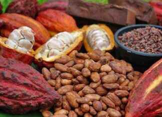 RDC’s Strategy to Become a Global Agricultural Giant: Focus on Coffee-Cocoa Sector rdcs-strategy-to-become-a-global-agricultural-giant-focus-on-coffee-cocoa-sector