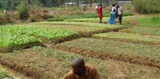 Strengthening Fiscal Policy and Financing Development in the DRC: Félix Tshisekedi Signs Ratification Laws strengthening-fiscal-policy-and-financing-development-in-the-drc-flix-tshisekedi-signs-ratification-laws
