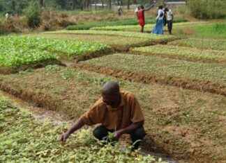 Strengthening Fiscal Policy and Financing Development in the DRC: Félix Tshisekedi Signs Ratification Laws strengthening-fiscal-policy-and-financing-development-in-the-drc-flix-tshisekedi-signs-ratification-laws