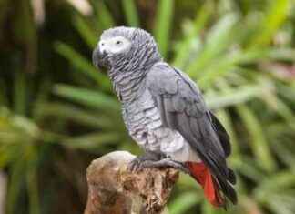 Enhanced Surveillance Needed for Grey Parrot Sales at Provincial Entry Points enhanced-surveillance-needed-for-grey-parrot-sales-at-provincial-entry-points