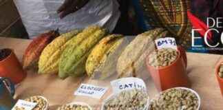 5 Tonnes of Cocoa Seized in Beni, Destined for Fraudulent Export to Uganda 5-tonnes-of-cocoa-seized-in-beni-destined-for-fraudulent-export-to-uganda