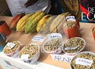 5 Tonnes of Cocoa Seized in Beni, Destined for Fraudulent Export to Uganda 5-tonnes-of-cocoa-seized-in-beni-destined-for-fraudulent-export-to-uganda