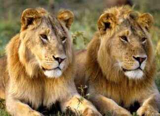 Alerte à l’évasion de lions à Lubumbashi : Prudence conseillée alerte-lvasion-de-lions-lubumbashi-prudence-conseille